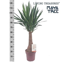 Юкка Майя Стэм d23 h130 1шт