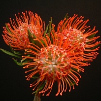 Леукоспермум Tango 5 шт