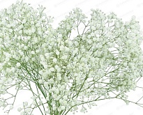 Гипсофила Paradise Floral Xlence 1000gr 5шт
