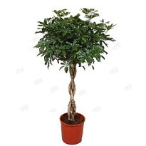 Шеффлера Нора Твист стем d21 h70 1шт