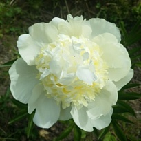 Пион White Bridal 5шт