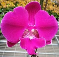 Орхидея Фален. Орел 1ст d10 h50 10шт