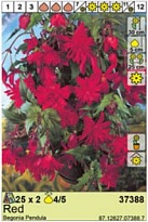 Бегония Пендула Красная 4/5 2шт*