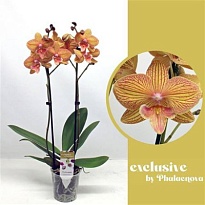 Орхидея Фален. Анастасия 2ст d12 h60 10шт