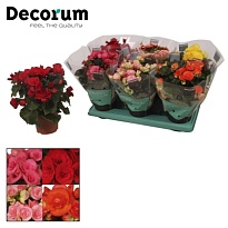 Бегония микс d12 h30 6шт
