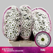 Хризантема сантини Floky 25шт