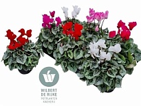 Цикламен Супер Рембранд микс d12 h30 6шт