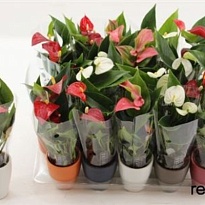 Антуриум микс (керамика) d6 h15 20шт