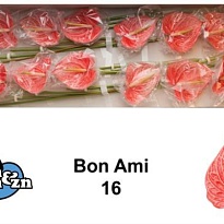Антуриум Bon Ami 1шт