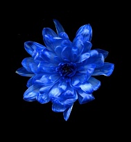 Краска для срезанных цветов №7 1л аква небесно-голубой