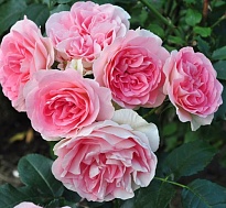 Роза Джет Сет флорибунда/Цв.Кор