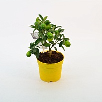 Цитрофорт. Лаймкват стем d12 h30 9шт