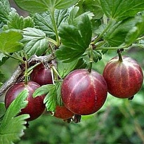 Крыжовник Спайнфри бесшип./Цв.Кор 1шт