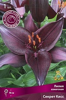 Лилия азиатская Секрет Кисс 16/18 1шт