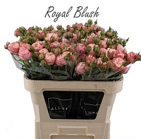 Роза кустовая Royal Blush дл.70 10шт