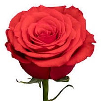 Роза Kat Rosses Nina дл.60 25шт
