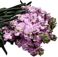 Маттиола Light Pink (К) дл.60 10шт