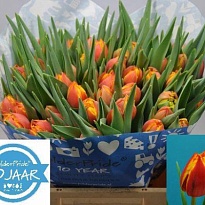 Тюльпан Do Crossfire 10шт