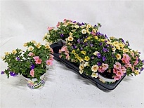 Калибрахоа микс d13 h25 8шт