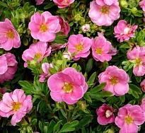 Лапчатка (Potentilla) кустарниковая Нью Даун d9 h20-30 1шт