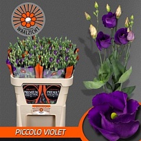 Эустома Piccolo Violet 10шт