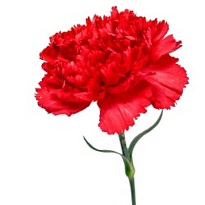 Гвоздика Cactus Red дл.STANDARD 25шт