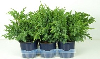 Можжевельник (Juniperus) чешуйчатый Блю Сведе (KV) d13 h25-30 1шт