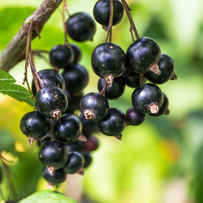 Смородина Велой (Ленинградская сладкая)/Цв.Кор