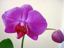 Орхидея Фален. Перпл 2 ст d15 h90 4шт