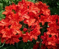 Рододендрон (Rhododendron) Брилиант d9 h20-30 18шт