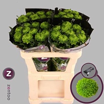 Хризантема одноголовая Alemani 10шт