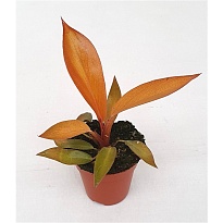 Филодендрон Блэк Кардинал Гибрид d5 h25 14шт