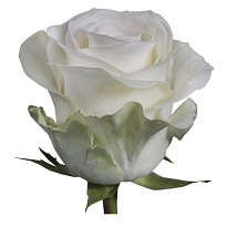 Роза Tessa Alba дл.50 25шт