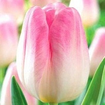 Тюльпан Шоубиз триумф 11/12 3шт в сетке