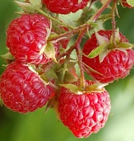 Малина Мишутка бесшип./Цв.Кор