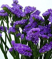 Статица Lilac Sun Birds 5шт