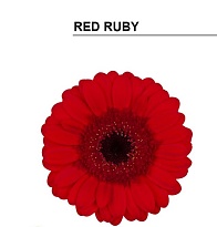 Гербера mini Red Ruby 30шт