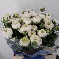 Лютик Amandine Snowflake 10шт
