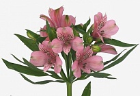 Альстромерия Bella Rosa Elegance дл.70 10шт