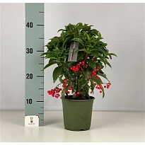 Ардизия Крената d14 h40 7шт