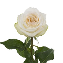 Роза Joyfer Roses Candlelight дл.50 25шт