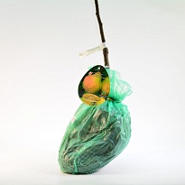 Груша Памяти Яковлева/С 1шт