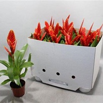 Вриезия Спаркл d10 h30 9шт