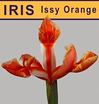 Ирис крашеный Issay Orange 10шт