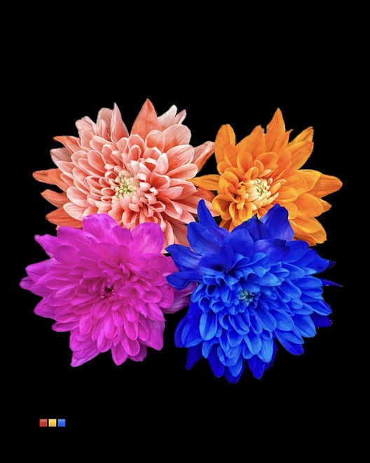 Хризантема кустовая Baltica крашеная mix 5шт