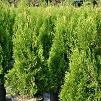 Туя (Thuja) западная Брабант 15л h200-240 1шт