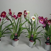 Орхидея Мильтония 1ст d12 h45 6шт