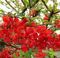 Айва (Chaenomeles) великолеп. Николин d9 h20-30 18шт