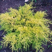Можжевельник (Juniperus) средний Голд Коуст d9 h15-20 18шт