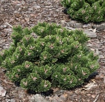 Сосна (Pinus) горная Шервуд Компакт 2л h15-20 1шт